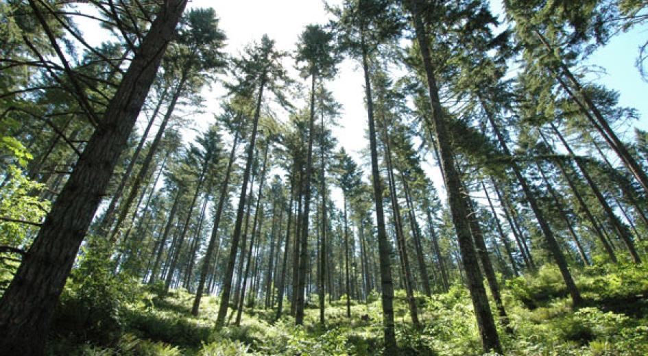 A stand of trees