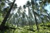A stand of trees