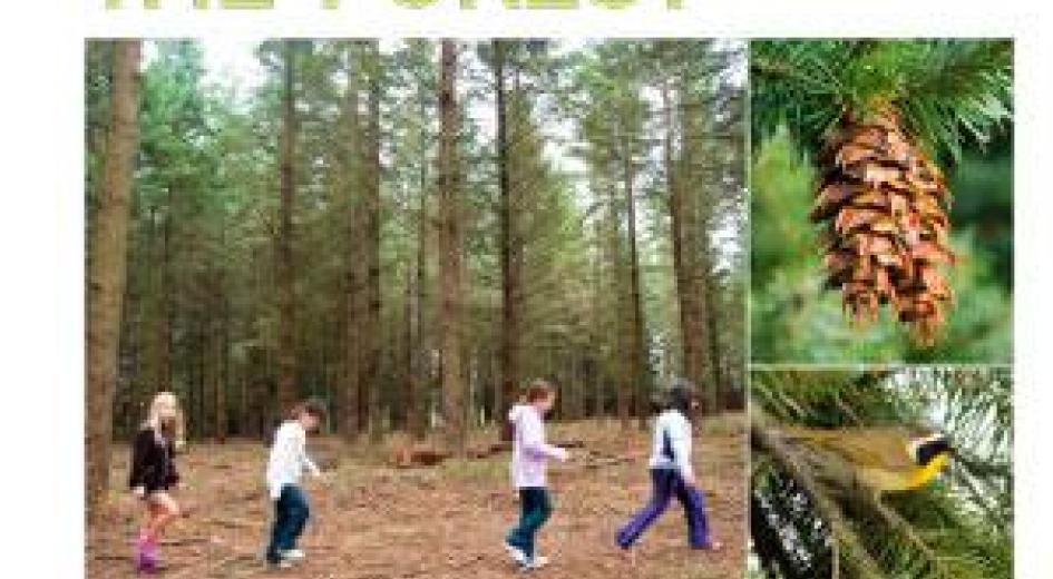 cover of the publication Explore the Forest